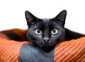 A wide-eyed black shorthair cat lying in a pet bed