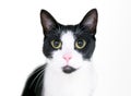 A wide-eyed black and white Tuxedo cat with dilated pupils