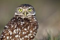 Wide-Eyed Burrowing Owl Royalty Free Stock Photo