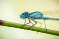 Wide-eyed common bluet in an exteme close-up