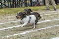 Wide eyed Dachsund out in front.