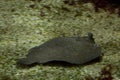 The Wide-eyed flounder Bothus podas. Royalty Free Stock Photo