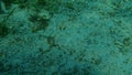 Wide-eyed flounder Bothus podas undersea, Aegean Sea, Greece. Royalty Free Stock Photo