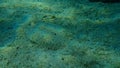 Wide-eyed flounder Bothus podas undersea, Aegean Sea, Greece. Royalty Free Stock Photo