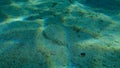 Wide-eyed flounder Bothus podas undersea, Aegean Sea, Greece. Royalty Free Stock Photo