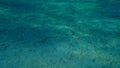 Wide-eyed flounder Bothus podas undersea, Aegean Sea, Greece. Royalty Free Stock Photo
