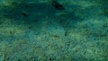 Wide-eyed flounder Bothus podas undersea, Aegean Sea, Greece. Royalty Free Stock Photo