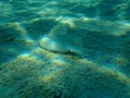 Wide-eyed flounder Bothus podas undersea, Aegean Sea, Greece. Royalty Free Stock Photo