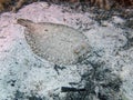 Wide Eyed Flounder Bothus podas Royalty Free Stock Photo