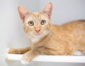 A wide eyed orange tabby shorthair cat