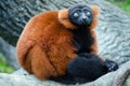 A wide-eyed Red Ruffed Lemur