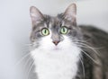 A wide-eyed shorthair cat with a surprised expression