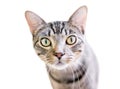 A wide eyed tabby domestic shorthair cat