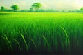 A wide famer agriculture land of rice plantation farm in planting season, green young rice filed in water under white