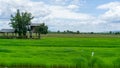 A wide famer agriculture land of rice plantation farm in planting season, a hut beside green young rice in water