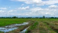 A wide field famer agriculture land of rice plantation farm after harvest season, under beautiful white fluffy cloud formation
