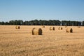 A wide field with golden rolls of hay. Harvesting of straw in the end of summer Royalty Free Stock Photo