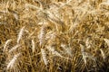 Wide field of golden wheat in summer sunny day. Season of a harvesting. Close up of corn field ready for harvest. Design Royalty Free Stock Photo