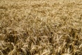 Wide field of golden wheat in summer sunny day. Season of a harvesting. Close up of corn field ready for harvest. Design Royalty Free Stock Photo