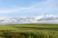 Wide field with green wheat against the blue sky with clouds