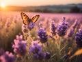 Wide field of lavender and butterfly in summer sunset, panorama blur background. Autumn or summer lavender background Royalty Free Stock Photo