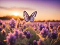 Wide field of lavender and butterfly in summer sunset, panorama blur background. Autumn or summer lavender background Royalty Free Stock Photo