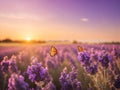 Wide field of lavender and butterfly in summer sunset, panorama blur background. Autumn or summer lavender background Royalty Free Stock Photo