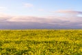 Wide field of yellow flowers populating half of the image Royalty Free Stock Photo