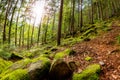 Wide fish-eye lens forest landscape photo sunny day Royalty Free Stock Photo