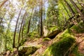 Wide fish-eye lens forest landscape photo sunny day Royalty Free Stock Photo