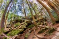 Wide fish-eye lens forest landscape photo sunny day Royalty Free Stock Photo