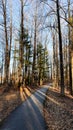 Sunny forest path through tall bare trees in Southern Illinois USA for a peaceful countryside walk Royalty Free Stock Photo