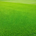 Wide format background image of green carpet of neatly trimmed Beautiful grass ure on bright green mowed grassplot in nature