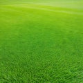 Wide format background image of green carpet of neatly trimmed Beautiful grass ure on bright green mowed grassplot in nature