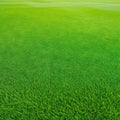 Wide format background image of green carpet of neatly trimmed Beautiful grass ure on bright green mowed grassplot in