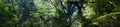 Background of green summer foliage in the sun. Desktop WallpapersWide-format panorama for an architectonic visualization. A panora Royalty Free Stock Photo