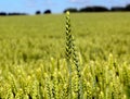 Wide frame isolated closeup of triticale, wheat and rye hybrid. Royalty Free Stock Photo