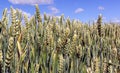 Wide frame isolated closeup of triticale, wheat and rye hybrid. Royalty Free Stock Photo