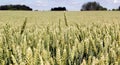 Wide frame isolated closeup of triticale, wheat and rye hybrid. Royalty Free Stock Photo