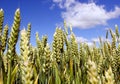 Wide frame isolated closeup of triticale, wheat and rye hybrid. Royalty Free Stock Photo