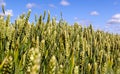 Wide frame isolated closeup of triticale, wheat and rye hybrid. Royalty Free Stock Photo