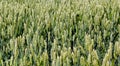 Wide frame isolated closeup of triticale, wheat and rye hybrid. Royalty Free Stock Photo