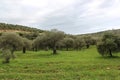 olive fields