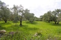 olive fields