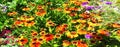 Wide garden flower background with Helenium. Royalty Free Stock Photo