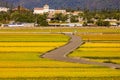Wide golden rice field,rural scenery and winding bicycle path.