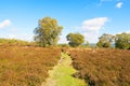 Wide footpath between the trees on Stanton Moor, Derbyshire Royalty Free Stock Photo