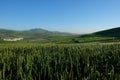 Green cornfield under clear blue sunny sky Royalty Free Stock Photo