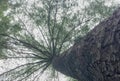 Wide green crown of a pine tree with a huge corky trunk against the sky