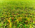 a wide green grass field for exercising